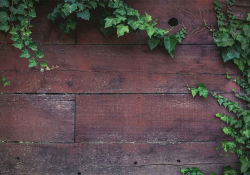 Vines growing on a wooden fence