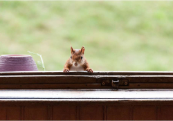 A photograph of a squirrel peering through a window