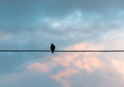 A photograph of a bird sitting in silhouette on a power line at dusk