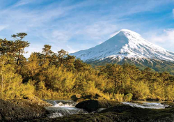 A river runs through a brown-green forest with a snow-covered mountain in the distance