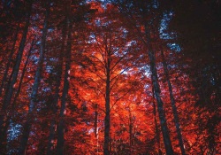 A photograph of a forest with the sun just barely coming through the canopy