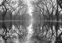 A black and white photograph of a forest bordering a water slick walkway. The trees are mirrored in the water