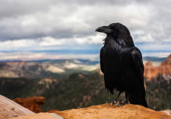 A photograph of a raven in the foreground and rolling landscape in the blurry distance