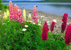 A clutch of red flowers rising up out of green foliage on the edge of a lake