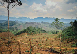 A photograph of a recently clear-cut forest with a solitary tree left standing toward the left edge of the frame