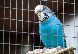 A blue parakeet looks at the camera from behind the wire of his cage