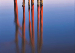 Trees arise out of a body of water, the bark peeled away on the trunks