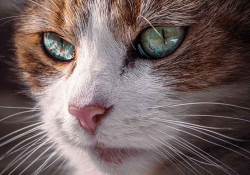 A close-up photograph of a cat's face