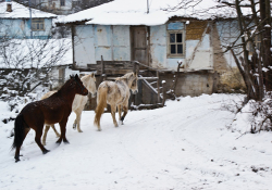 Three horses saunter up to a house covered in snow.