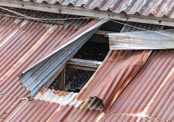 A photograph of a corrugated tin roof, partially peeled back