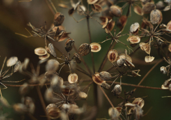 A close up of tree seeds opening to the world