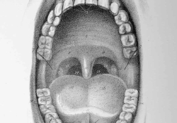 A pencil drawing of the interior of a human mouth