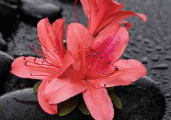 A red flower on a damp black stone